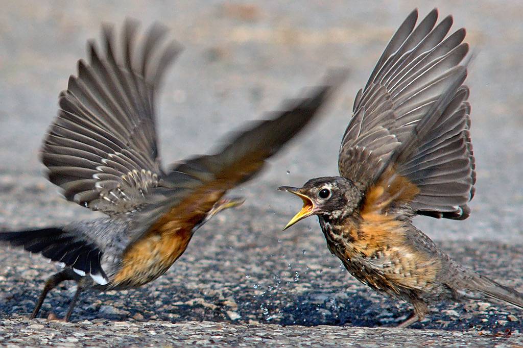 Young robins fighting over a waterhole by Matthew Fells is licensed under CC BY-NC 2.0